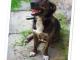 helenka_kochana_sunia_do_adopcji