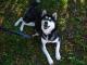 roza_mloda_husky_cudowna_suczka_szu