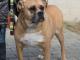 buba_i_rebus_cudne_psiaki_do_adopcj