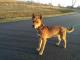 wesoly_aktywny_fredzio_mlody_psiak_