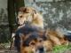misiek_i_lena_do_adopcji