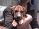 do_adopcji_sliczny_piesek_w_typie_a