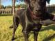 sara_mloda_wesola_sunia_labrador_mi