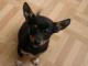 szczeniak_sunia_ratlerek_do_adopcji