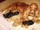 cocker_spaniel_angielski_szczenieta