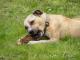 sunia_w_typie_asta_szuka_domu_