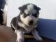 szceniaki_syberian_husky