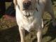 kala_cudna_biszkoptowa_mix_labrador