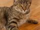 kotka_9_mcy_wysterylizowana_idealna