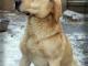 labrador_biszkopt_