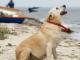 labrador_labradorka_biszkopt