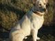 mlody_labrador_