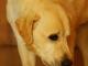 labrador