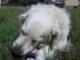 golden_retriever_krycie