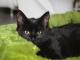 uratowana_kotka_szuka_domu_na_wsi_w