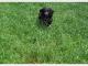 retriever_w_typie_rasy_flat_szuka_d