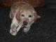 piekny_labrador_szuka_domu