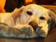 cezar_piekny_labrador_szuka_domu_