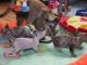 kocieta_devon_rex