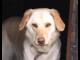 1_rok_labrador_szuka_domu