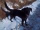 labrador_szuka_domu