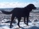 labrador_ktory_czeka_na_cud