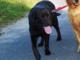 labrador_szuka_domu