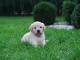 golden_retriever_szczeniaczki
