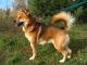 rudy_mieszaniec_akity_do_adopcji