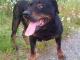 sara_lagodna_lagodna_rottweilerka