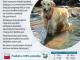 dobre_polskie_karmy_presta_premium_