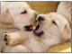 labrador_retriever_biszkoptowe_szcz