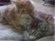 kocieta_mainecoon_najwieksze_i_najc